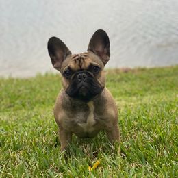 Mylah VP - French Bulldog