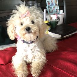 Sunshine - Poodle