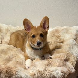 Wilma Flinstone- Pink Collar - Red female Pembroke Welsh Corgi puppy in Olathe, Colorado from Rocking LJ Breeding