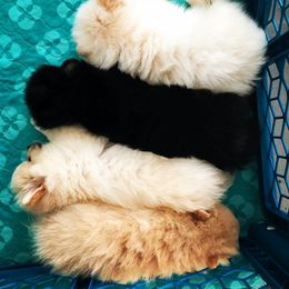 Pomeranian Puppies from Yates Pomeranians