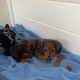 Dachshund and French Bulldog Puppies from Trust Fund Devil Kennel
