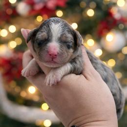 Murray - Merle male Bernedoodle puppy in Kilgore, Texas from Furry Tail Doodles