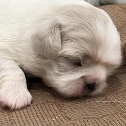 Full AKC - Girl 1 - White female Pekingese puppy in Hustontown, Pennsylvania from Triple I Pekes