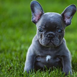 French Bulldogs from K Solutions