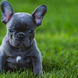 French Bulldogs from K Solutions