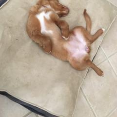 Nova Scotia Duck Tolling Retriever All Grown Up from Melinda Van's Nova Scotia Duck Tolling Retrievers