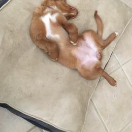 Nova Scotia Duck Tolling Retriever All Grown Up from Melinda Van's Nova Scotia Duck Tolling Retrievers