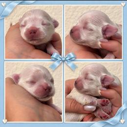 Boy 1 - White male Maltese puppy in San Diego, Temecula, Ontario, California from Yorkie & Maltese Royalty