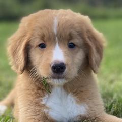 Nova Scotia Duck Tolling Retrievers from Highland Tollers
