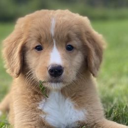 Nova Scotia Duck Tolling Retrievers from Highland Tollers