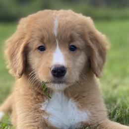 Nova Scotia Duck Tolling Retrievers from Highland Tollers