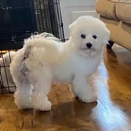 Chloe - Bichon Frise