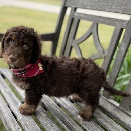 Cedric - Phantom Bernedoodle puppy in Paw Paw, Michigan from Ockerdoodle Puppies