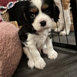 Cavalier King Charles Spaniels from Royal Roots Cavaliers