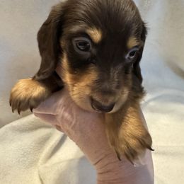 LH chocolate and tan (maybe cream points) 5 - Chocolate and tan male Dachshund puppy in Canton, Texas from Bonnie and Clyde Dachshunds