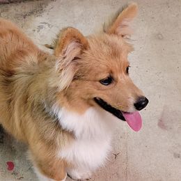 LT - Pembroke Welsh Corgi