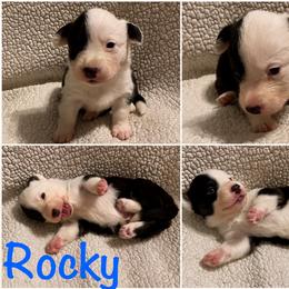 Rocky - Black and white male Cardigan Welsh Corgi puppy in Box Elder, South Dakota from BELieve Cardigan Welsh Corgis