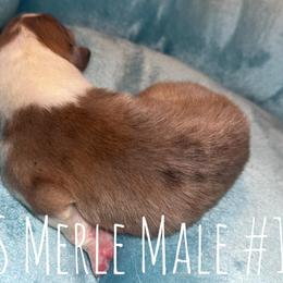 Boy1 - Sable merle male Collie puppy in Lafayette, Indiana from Katrina's Collies