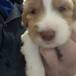 Calypso - Apricot female Labradoodle puppy in Henderson, Nevada from Hills labradoodles