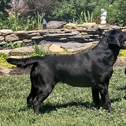 Roxie - Labrador Retriever
