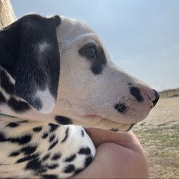 Teal - Female - Dalmatian puppy from Splendid Spots Dalmatians