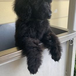 Poodle Puppies from StrayDog Standard Poodles