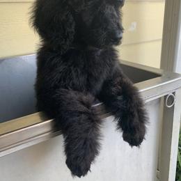 Poodle Puppies from StrayDog Standard Poodles