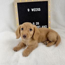 Dom - Cream male Dachshund puppy in Dickinson, Texas from Beth’s Doxieland