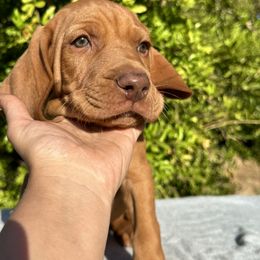 Boy 1 - Vizsla puppy in California from True Heritage Vizsla kennel