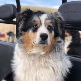 Boone - Australian Shepherd