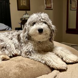 Aussiedoodle and Goldendoodle Puppies from Gray Doodles