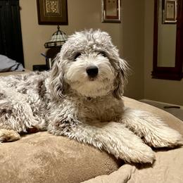 Aussiedoodle and Goldendoodle Puppies from Gray Doodles