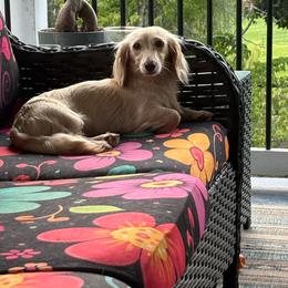 Mimo - Dachshund