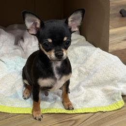 Snoop Dawg - Blue and tan male Chihuahua puppy in Cabool, Missouri from McQueen’s Chi”s