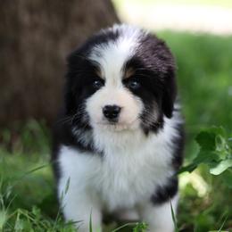 Gregory - Black tri male Miniature American Shepherd puppy in Duncan, Oklahoma from Sovereign Miniature American Shepherds