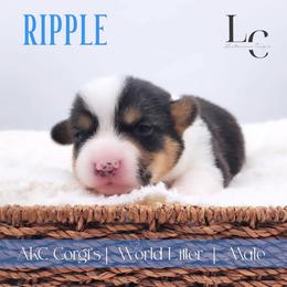 Ripple - Black and tan male Pembroke Welsh Corgi puppy in Pine Village, Indiana from NL Horsemanship
