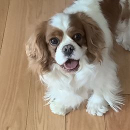 Darling - Cavalier King Charles Spaniel
