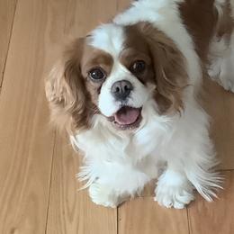 Darling - Cavalier King Charles Spaniel