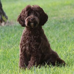 Cocoa - Australian Labradoodle