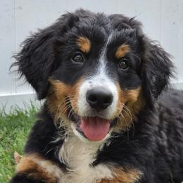 Lottie - Black rust and white female Bernese Mountain Dog puppy in Bonham, Texas from Happy Valley Puppies