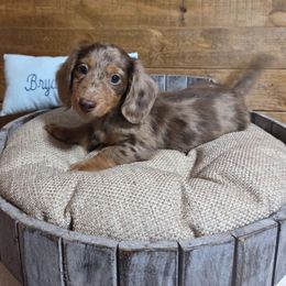 Chocolate chip - Dapple male Dachshund puppy in Girard, Illinois from Bryant's Babies