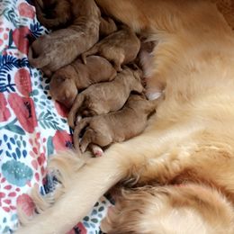 Goldendoodle Puppies from Penny Doodles