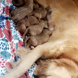 Goldendoodle Puppies from Penny Doodles