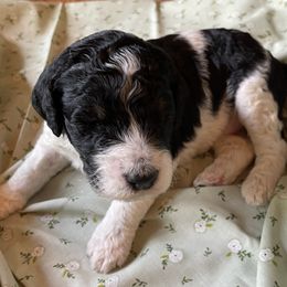 Poodle Puppies from Foxfire Hollow Standard Poodles