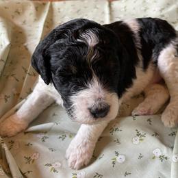 Poodle Puppies from Foxfire Hollow Standard Poodles