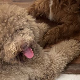 Bernedoodles from Stormborn Kennels