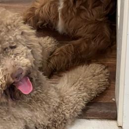 Bernedoodles from Stormborn Kennels