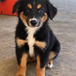 Nova - Black tri female Miniature Australian Shepherd puppy in Luling, Texas from Little Wood Toy and Mini Aussies