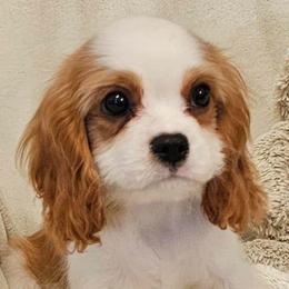 Winston - Blenheim male Cavalier King Charles Spaniel puppy in Draper, Utah from Peaks Pups — Exceptional by Nature. Raised with Purpose.
