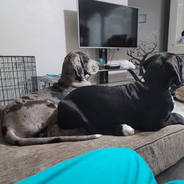 Great Dane All Grown Up from Majestic Giants Great Danes
